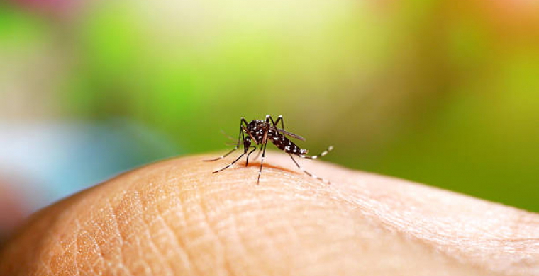 Focos de Aedes aegypti nos municípios do Sul Catarinense – 2019 a 2023